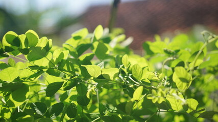 Fototapeta na wymiar green leaves background bokeh