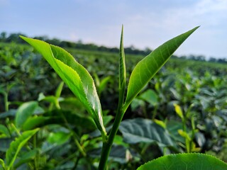 This image of tea leaf in a tea garden in Assam India