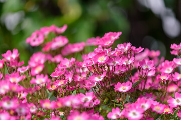 Pink miniature roses flowers, single flower rose