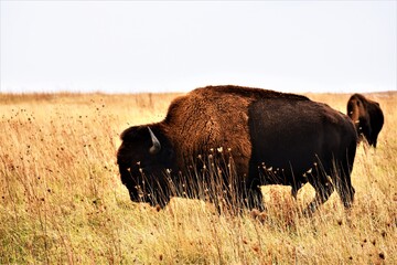 american bison in Blue Mounds  State Park © nick