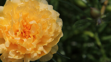 yellow Portulaca oleracea after rain is very beautiful