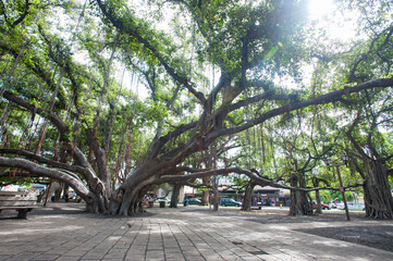 Big Banyan Tree in Lahaina, Maui, Hawai'i