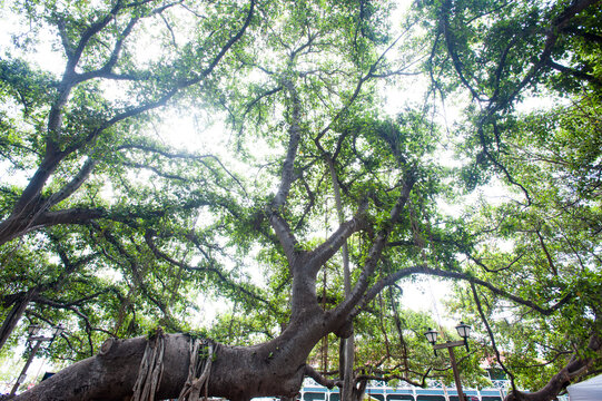 Big Banyan Tree in Lahaina, Maui, Hawai'i