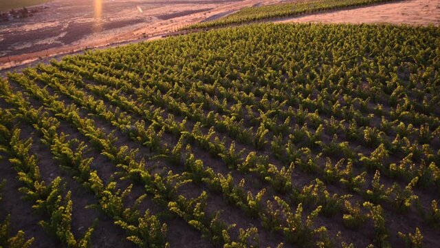 Aerial Shot Of Vineyards At Golden Hour With Mountains And Desert Backdrop