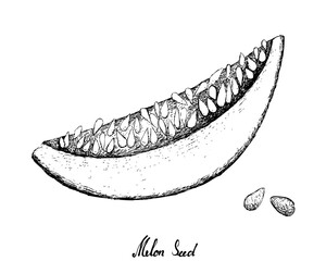 Fruit, Illustration Hand Drawn Sketch of Melon and Seed Isolated on White Background.

