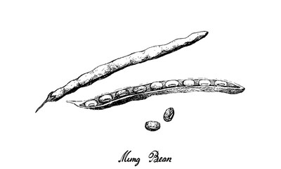 Vegetable, Illustration of Hand Drawn Sketch Fresh Mung Bean Pods and Seed Isolated on White Background, Used in Both Sweet and Savory Recipes.
