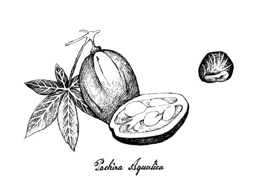 Illustration Hand Drawn Sketch of Pachira Aquatica, Malabar Chestnut, French Peanut or Guiana Chestnut Fruits on Tree Branch. 
