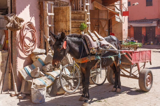 Horse and cart in the streets of Marrakesh