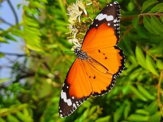 Danaus chrysippus, also known as the plain tiger, African queen,  or African Monarch, is a medium-sized butterfly widespread in Asia, Australia and Africa.