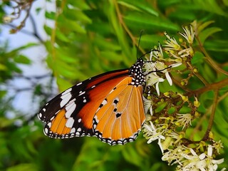 Danaus chrysippus, also known as the plain tiger, African queen,  or African Monarch, is a medium-sized butterfly widespread in Asia, Australia and Africa.