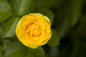 One small tender yellow rose among green leaves, amid a flowerbed, garden