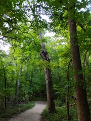Path between treea in the woods