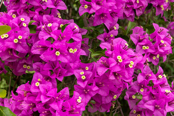 Bougainvillea flowers and bougainvillea plant tree in summer season. This Bougainvillea flowers are pink and purple. Magenta bougainvillea flowers. Postcard or wallpaper texture pattern background.