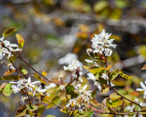 Closeup of White Flowers on Tree