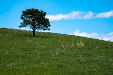 Obraz premium Minimalist landscape photo of a lone tree on a hill in Custer State Park with blue sky clouds