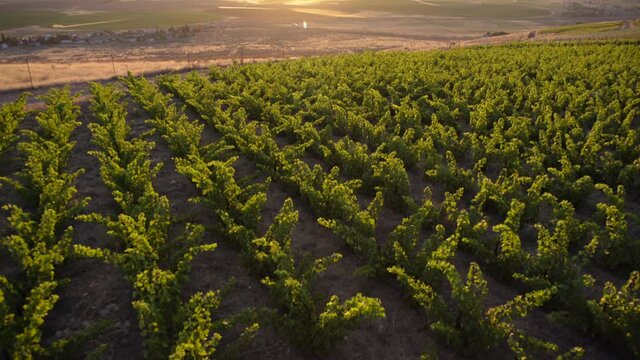 Aerial Shot Of Vineyards At Golden Hour With Mountains And Desert Backdrop