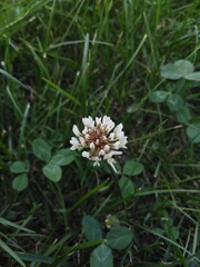 koniczyna biała (trifolium repens)