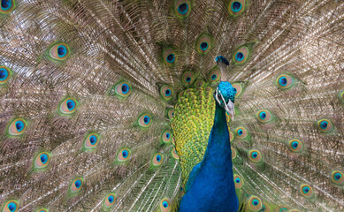 Fototapeta premium peacock with feathers