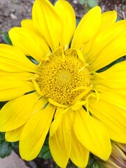 Gazania (Gazania gaertn)