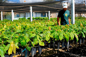 itamaraju, bahia / brazil - september 4, 2008: nursery of cocoa seedlings resistant to brucha broom...