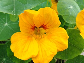 nasturcja (Tropaeolum majus)