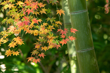 青い竹ともみじが絶妙な彩を魅せる秋の饗宴