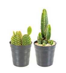 Two Small cactus in pot isolated on white background