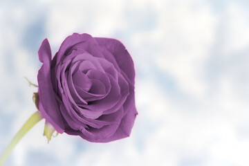 Purple rose in bloom against beautiful background. Mother&rsquo;s Day and Valentine&rsquo;s Day concept.