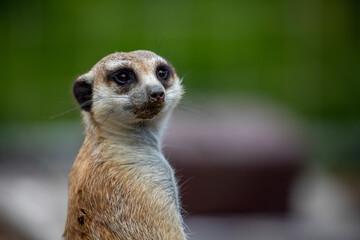 つぶらな瞳のミーアキャット