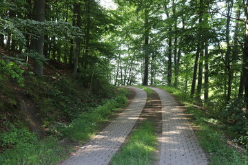 Obraz premium Waldweg mit Fahrstreifen Mischwald 