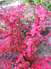 beautiful pink red blooming Sedum and maroon Barberry. Flower desktop Wallpaper