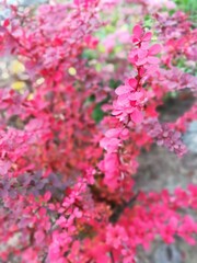 Obraz premium red twigs of barberry. flower wallpaper