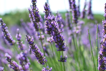Lavender - 365596350