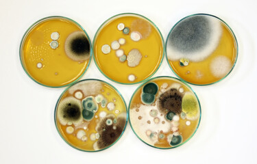 Colonies of yeasts, molds, fungal testing in clinical samples, Malt Extract Agar in Petri dish using for growth media to isolate and cultivate, investigation of environmental contaminated in air room.