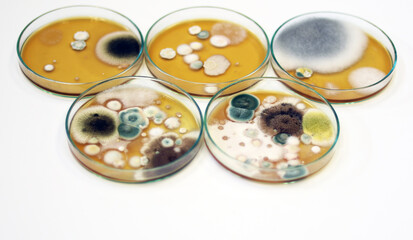 Malt Extract Agar in Petri dish using for growth media to isolate and cultivate yeasts, molds and...