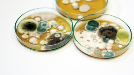 Cultured yeasts, molds and fungal testing in clinical samples, by using Malt Extract Agar (MEA) in Petri dish for growth media, isolate and investigate environmental contamination source in air room.