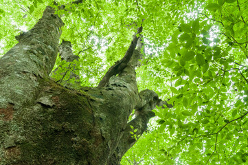 Fototapeta na wymiar ローアングルからの緑の大木