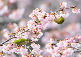 ピンクの花と可愛いメジロ