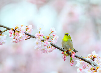 ピンクの花と可愛いメジロ