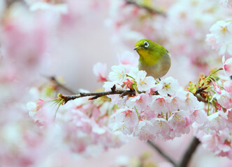 ピンクの花と可愛いメジロ © F.Mikami