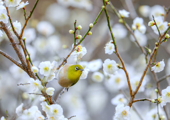 ピンクの花と可愛いメジロ