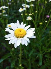 Obraz premium daisy in the grass