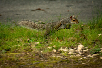 Gray squirrel hopping through the grass