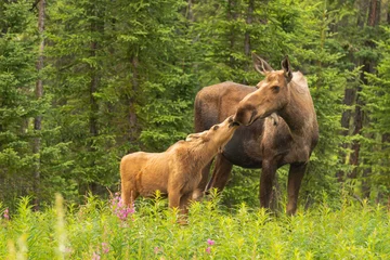 Photo sur Plexiglas Orignal Moose Calf Touches His Nose to the Mouth of his Mother Cow