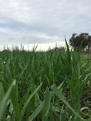 Fototapeta premium campo