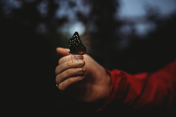 hand holding a butterfly