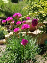 Tiny pink flowering Armeria on a stony garden Alpine slide among other dwarf plants and Coniferous Thuja on a Sunny summer day. Flower desktop Wallpaper