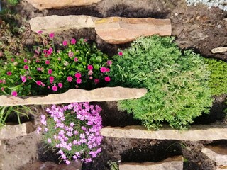 Alpine garden with natural stones and pink blooming carnation,clove,stonecrop.czech rolling pin...