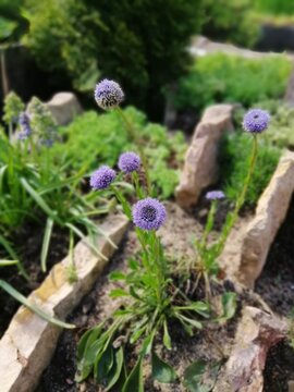 beautiful unusual blooming Globularia with round fluffy hairy small flowers on an Alpine hill and a blurred background of coniferous thuja
