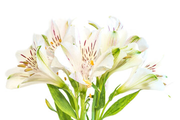 flower of Alstroemeria or Peruvian lily with stamens, close-up on a white background